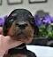 dsc_0097_3grnbunt_hndin.jpg