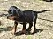 dsc_0180_2rosa.jpg