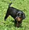 dsc_0264_2ggelb.jpg