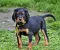 dsc_0279_2gelb.jpg