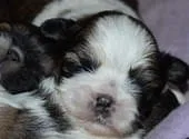 Shih-Tzu-Wurf-vom-27.-April-2014