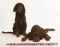 schokosetter.de.tl