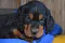 4_dsc_0019_800x530.jpg
