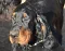dsc_0010_800x629.jpg