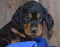 dsc_0015_800x618.jpg