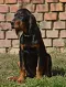dsc_0037_613x800.jpg