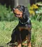 dsc_0109_721x800.jpg