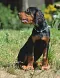 dsc_0110_622x800.jpg